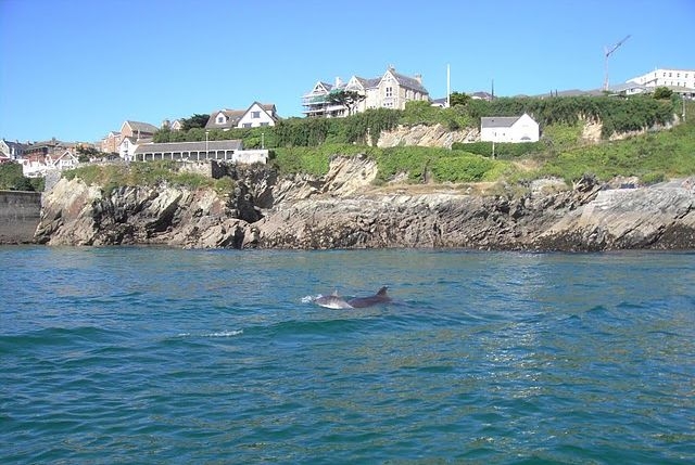  ¡Ballena retozando! 